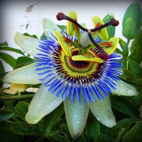 Passiflora Maracuya Azul 5 Semillas Pasionaria Sdqro2