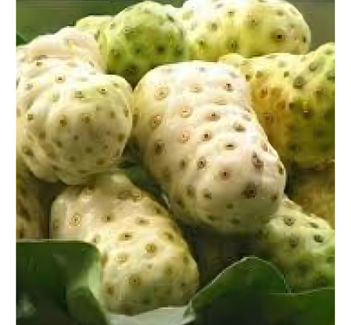 Suco De Noni Fruta Noni Beneficios Para Diabéticos Já