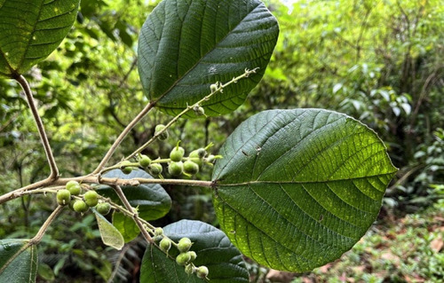 2 Mudas De Tapiá-guaçu - Alchornea Sidifolia