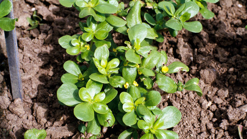 Semillas Verdolaga, Portulaca Oleracea 100grs.