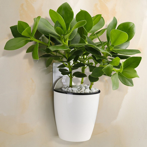 Jardineras Colgantes De Riego Automático