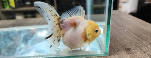 Pez Oranda Cabeza De Leon .4 Calico Blanco