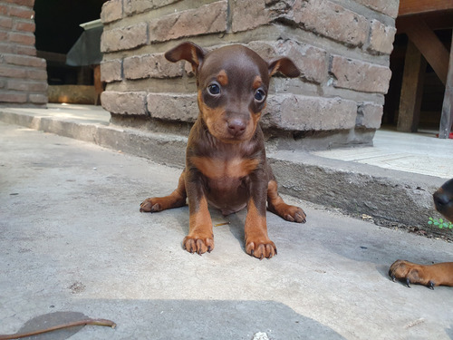 Cachorros Pinscher Miniatura Negro