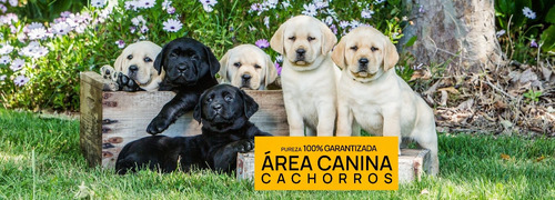 Cachorros Labrador Puros Y Adorables