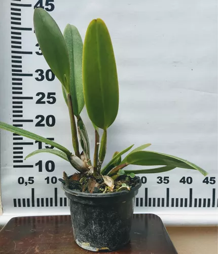 Orquidea Cattleya Labiata Tipo ( Planta Inteira)