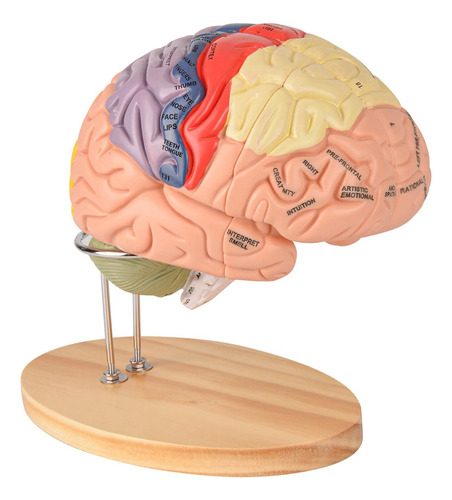 Modelo De Cerebro Humano Para Neurociencia, Modelo De Anatom