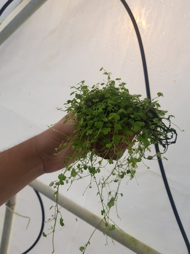 Hydrocotyle Tripartita, Emergido Tapizante