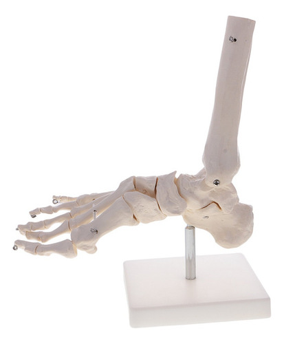 Tamaño 1: 1 Nuevo Modelo Esqueleto De Articulación De