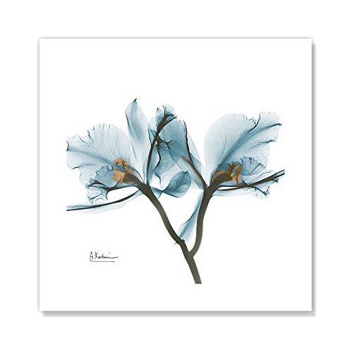 Casa Fine Arts Orchid Blue Indigo Modern X-ray Floral Botáni