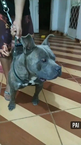 Imagem 4 de 5 de Pitbull