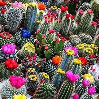 Cemeha Seeds Mezcla Variada De Cactus Para Interiores Sin Om