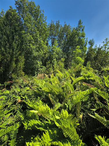 Rahue 1 Hectárea - Chonchi