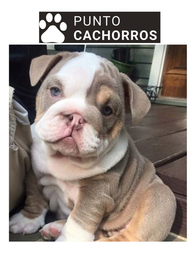 Bulldog Ingles 28 Atigrado