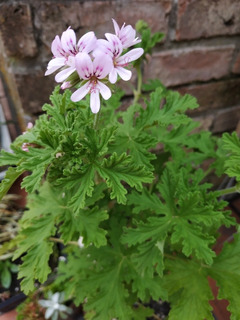 Planta Malva Rosa | MercadoLibre 📦