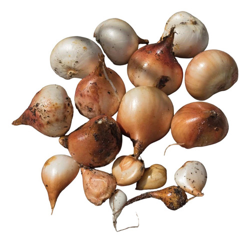 Bulbos De Tulipanes Importados De Holanda! X1