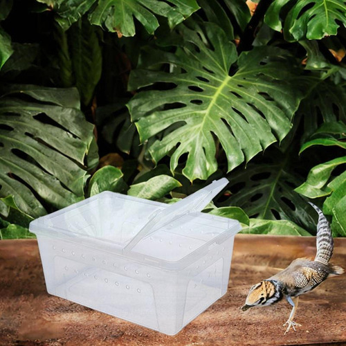 Caja De Alimentación De Reptiles Tortuga Tortuga Contenedor