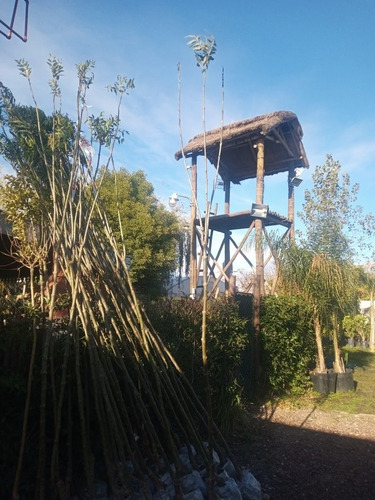 Imagen 4 de 9 de Fresno Rojo - 2,5 Mts. E.gratis Caba - Gba Vivero Hab.senasa