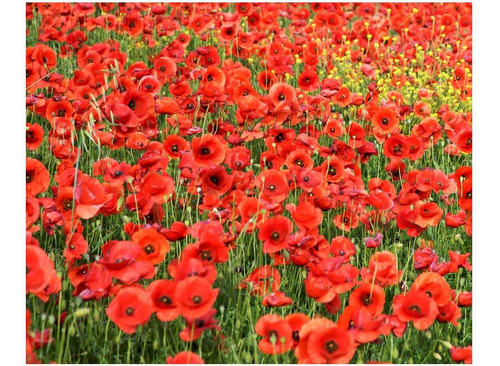 Amapolas Flandes Rojas - 50,000 Semillas De Amapola Flandes 