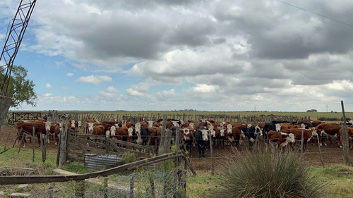 Imagen 3 de 6 de Venta - 516 Ha A 12 Km De Vicuña Mackenna - Ruta 7