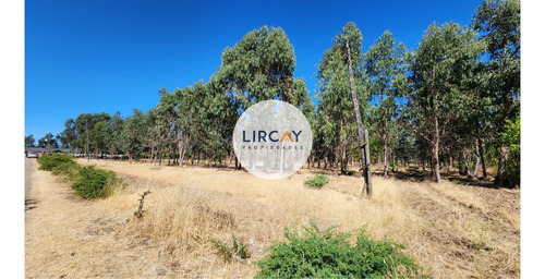 En Venta Terreno De 7 Hectáreas, Talca, Panguilemu.