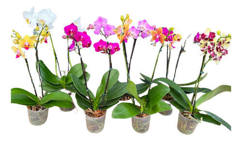Orquídea Phalaenopsis Com Flor No Vaso Botões Cores Variadas
