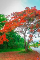 Comprar 50 Semillas De Árbol Framboyán (flamboyan O Tabachín)