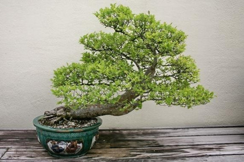Imagem 4 de 5 de 20 Sementes Frescas Ulmus Parvifolia, Colhidas Em Sp 03/2022