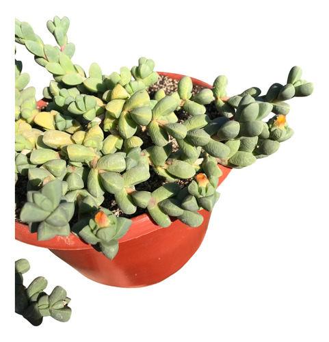 Suculenta Corpuscularia Lehmannii