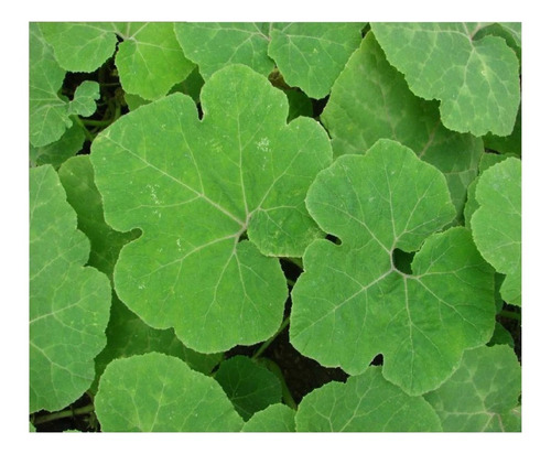 Semillas De Chilacayote Organico - Aprox 70 Semillas 10 Gr