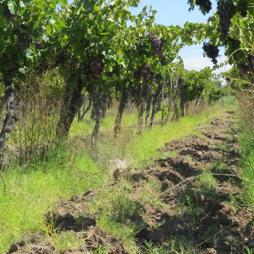 Imagen 3 de 7 de Vendo Finca 10 Ha Con Viñedos Atuel Norte-san Rafael-mendoza