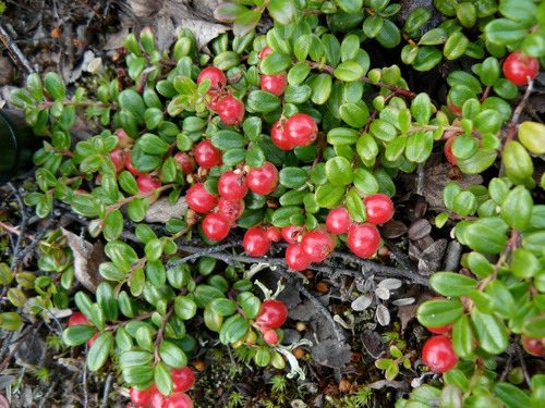 Imagem 10 de 10 de Frete Grátis Cereja Americana / Cranberry - Sementes Fruta