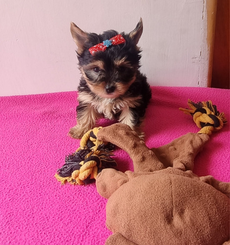 Yorkshire Terrier Hembra Mini 