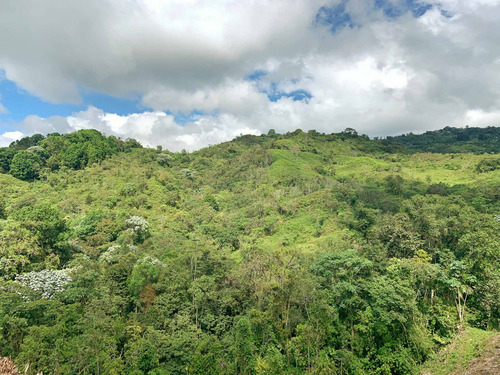 Imagen 4 de 10 de Se Vende Lote Boquia Salento Quindio