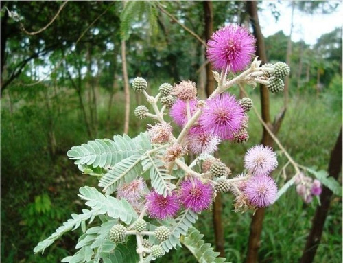 Muda Bracatinga De Campo Mourão Lilás