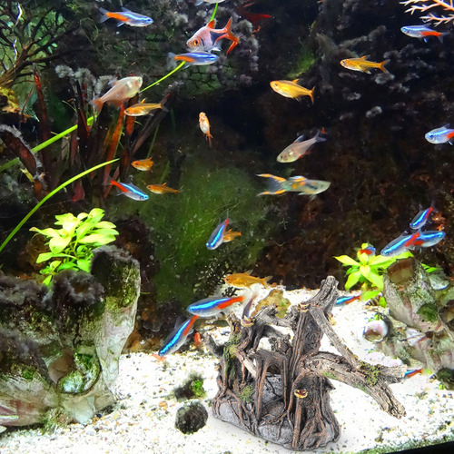 Raíz Artificial Para Jardinería De Troncos Para Acuarios