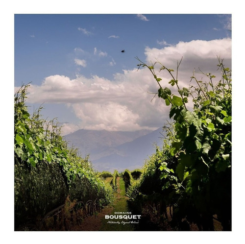 Imagen 2 de 10 de Domaine Bousquet Reserva Cabernet Sauvignon X 6 X 750ml.