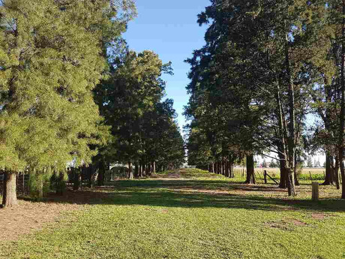 Venta Quinta Ruta 205 77450 M2 Cañuelas