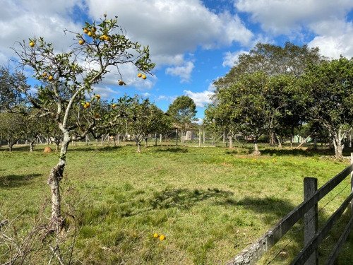 Chácara 20.000 M² - Lomba Grande - Novo Hamburgo - Rs - 2386 - 68158437