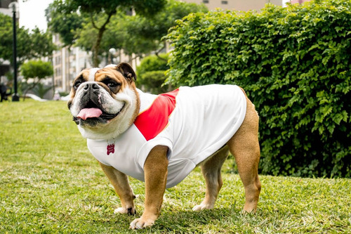Ropa De Perro De Peru