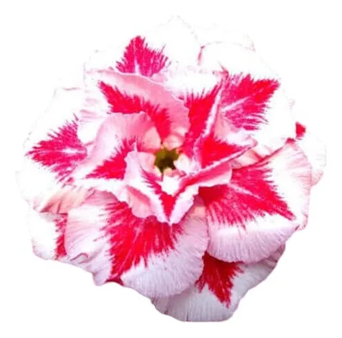 comprar Muda De Rosa Do Deserto Enxertada Mgt Mangostim