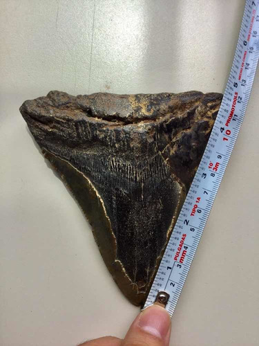 Enorme Diente De Megalodón (tiburón Pregistórico) Item2 Real (Usado)
