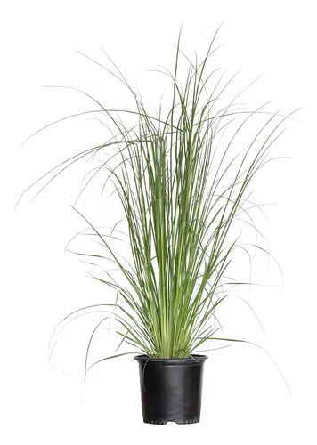 Paspalum Haumanii ! Gramineas Nativas, Gigantes !!!