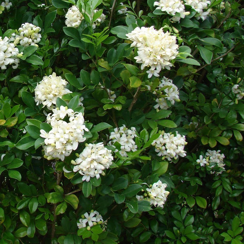 20 Sementes Murta De Cheiro Murraya Paniculata Planta Rara