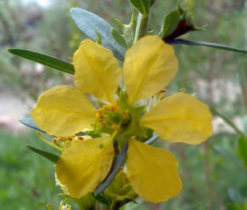 50 Semillas Sinicuichi Heimia Salisifolia Envío Gratis!