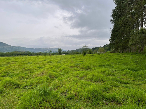 Imagem 12 de 14 de S12- Lotes De 1000m Com Preço Especial