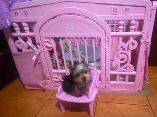 Imagen 3 de 5 de Yorkshire Terrier Ptz Guatemala