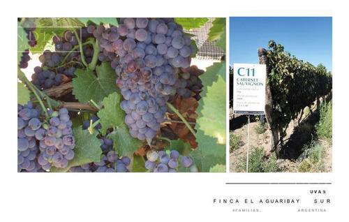 Campo - Finca Productiva De Primer Nivel, Mendoza, 80 Hectareas