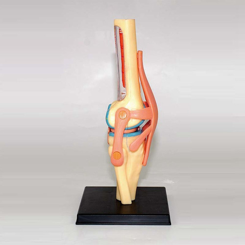 Modelo De Órgão Articular Do Joelho Para E