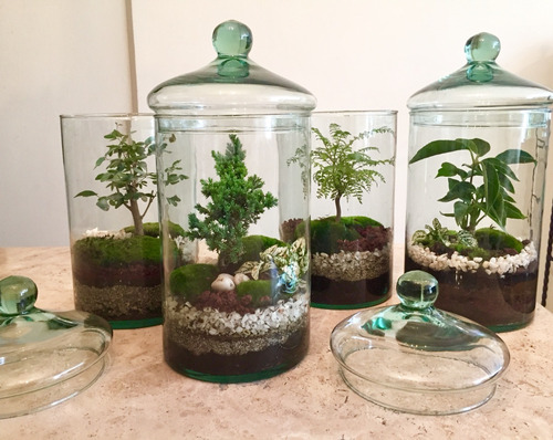 Bonsai Terrario De Bonsai A Elegir Guayabo, Junípero O Ficus