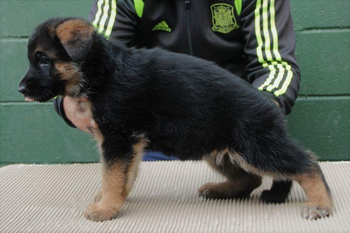 Preciosos Cachorros Pastor Alemán, Padres Pedigree
